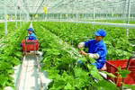 Phát triển kinh tế tập thể năng động, hiệu quả