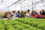 Hoàn thiện Kế hoạch phát triển kinh tế tập thể, hợp tác xã