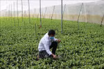 Tổng kết 10 năm thi hành Luật Hợp tác xã năm 2012