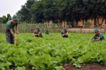 Đất quốc phòng nào kết hợp xây dựng kinh tế không phải nộp tiền sử dụng đất?