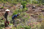 Mục tiêu năm 2025, 100% công ty nông, lâm nghiệp kinh doanh có lãi