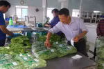 Tập trung phát triển 15.000 hợp tác xã hoạt động có hiệu quả
