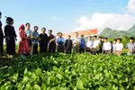 Kế hoạch hành động khuyến khích doanh nghiệp đầu tư vào nông nghiệp