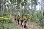 Phê duyệt Đề án Quản lý rừng bền vững và Chứng chỉ rừng