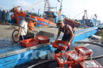 Vi phạm hành chính về lĩnh vực thức ăn chăn nuôi, thủy sản phạt đến 200 triệu