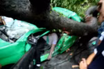 Hà Nội: Một lái xe taxi chết do cây cổ thụ đè bẹp trên phố Lò Đúc