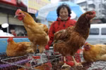Cảnh báo cúm H7N9 từ Trung Quốc có thể lan vào Việt Nam