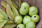 Lá ổi chứa chất chống ung thư