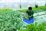Phê duyệt Chiến lược phát triển nông nghiệp và nông thôn bền vững 