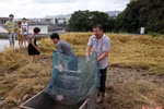 Độc đáo: Trồng lúa trên mái nhà, thu 11 yến gạo 
