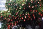 Ảnh: Đại gia treo hàng vạn bao lì xì trước ngõ "đo lòng tham" thiên hạ