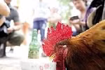 Trung Quốc: Gà trống uống bia, hút thuốc, trông trẻ, đuổi chó, bảo vệ