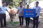 Giáo viên ở Kỳ Sơn được giảm một nửa tiền đóng góp ủng hộ mua bò