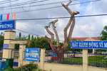 Cây phượng 25 năm tuổi tại Trường Tiểu học ở Đức Linh khi chưa bị đốn hạ (Ảnh CTV)