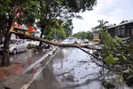 Hà Nội: Mưa to, gió lớn khiến cây xanh đổ chắn ngang đường