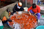 Chợ cá lớn nhất Hà Nội sôi động trước giờ ông Táo về trời