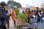 Cây quất mini chơi tết hút khách tại chợ hoa Hà Nội