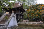 Hà Nội vàng rực sắc hoa vô ưu