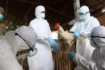 Thêm một ca tử vong do mắc cúm A/H5N1
