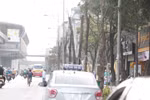 Xem cây mới trồng trên đường Nguyễn Trãi mãi trông như cái cột điện