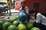 Khóc ròng vì thương lái Trung Quốc tuyển chọn dưa hấu gắt gao