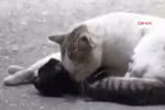 Clip: Cả triệu người rơi nước mắt với cảnh chú mèo cứu bạn