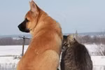 Ai bảo không có tình bạn Chó - Mèo