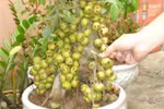 Cây cảnh... gắn keo hoành hành: Chiêu lừa cũ, NTD vẫn mắc bẫy