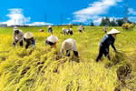 Người Việt hiếu học, cần cù, sáng tạo… sao vẫn nghèo?