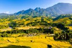 Vẻ đẹp quyến rũ của Sa Pa mùa lúa chín 