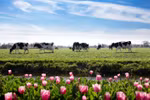Tất tần tật về DHA chuẩn Hà Lan trong Sữa bột Dutch Lady mẹ nên biết