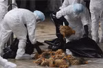 Dịch cúm H5N1 xuất hiện ở Quảng Bình