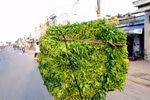 Chết ngạt vì bị rau muống đè vào người