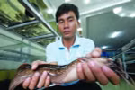 Việt Nam: Phát hiện cá “biết đi”, ếch “biết hót”