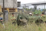 Xác định được "lộ trình" bò tót xâm nhập sân bay Phú Bài