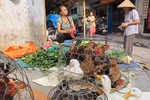 Dịch cúm gia cầm rình rập 