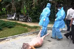 Xuất hiện thêm ổ dịch cúm gia cầm và heo tai xanh