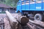 Công an dùng xe công vận chuyển gỗ quý trái phép