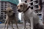 Sửa quy định tiêu hủy chó, mèo vô chủ