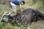 Huế: Nghẹt thở cuộc săn bò tót ở sân bay