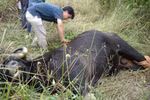 Con bò tót ở sân bay Phú Bài đã chết