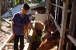 Nông dân điêu đứng vì tin đồn “ăn chuối bị ung thư”