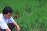 Bầy Voi vào khu vực dân cư cả đêm làm người dân hoảng hốt