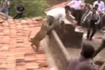 Video: Báo bị truy đuổi tấn công người ở Ấn Độ