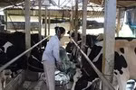 Vĩnh Phúc quyết “hy sinh” ngành bò sữa để ưu tiên cho dự án của FLC