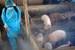 Hỗ trợ 30 nghìn đồng/kg lợn hơi do phải tiêu hủy do bệnh dịch tả lợn Châu Phi