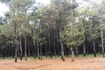 Thủ tướng yêu cầu đánh giá tác động triển khai đầu tư dự án sân golf Đak Đoa