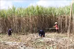 Tháo gỡ khó khăn cho ngành mía đường