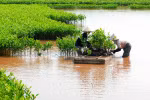 Phê duyệt nhiệm vụ lập quy hoạch bảo vệ môi trường