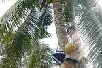 Cô gái leo dừa mướn đậu hai trường ĐH